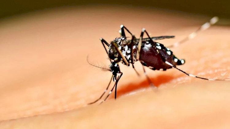 Goiás é o 2º estado do País em mortes por dengue em 2022