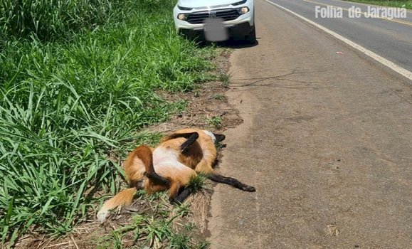 Lobo Guará fêmea é morto atropelada na BR-153 em Jaraguá próximo ao Parque Ecológico