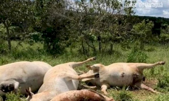 Em Goiás: Cabo de energia elétrica se rompe e mata dez vacas prenhas e três bezerros