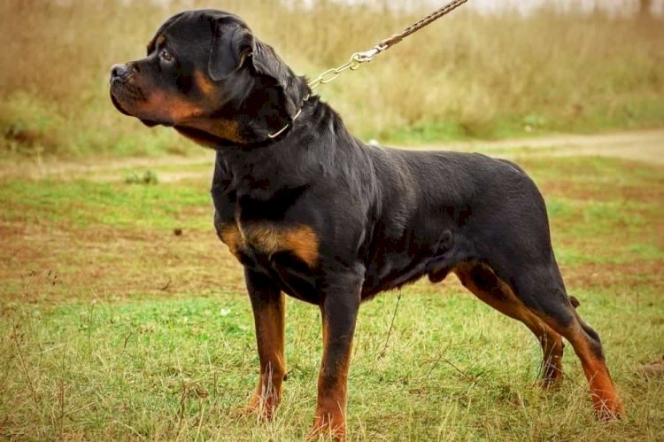 Em Goiás: Menino é internado em estado grave após ser atacado por rottweilers