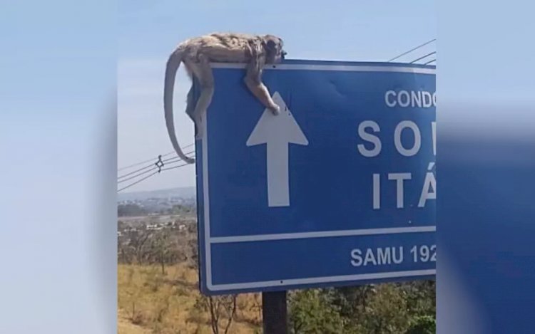 Em Goiás: Macacos são encontrados mortos, e Prefeitura suspeita que eles foram atacados por medo da varíola