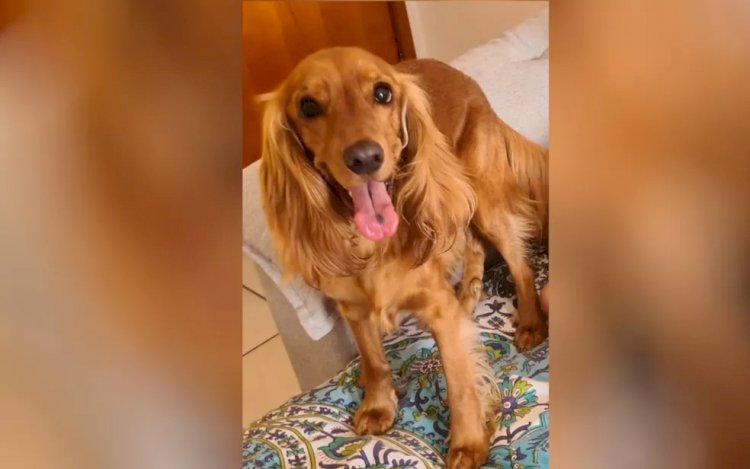 Em Goiás: Homem é suspeito de ter matado cachorro da namorada por ciúmes da relação dela com animal