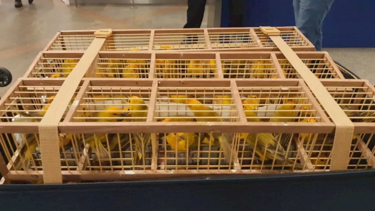 300 pássaros são encontrados em malas de passageiro no Aeroporto