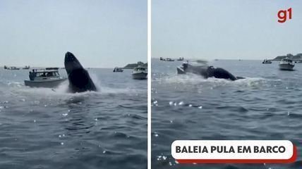 Vídeo: baleia jubarte salta e cai em cima de barco nos EUA