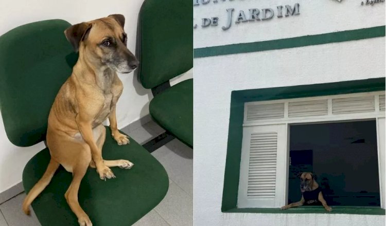 Cadela vira 'policial civil canina' após ser adotada em delegacia de cidade