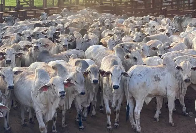 Pecuaristas perdem R$ 600 por boi e indústria não perdoa