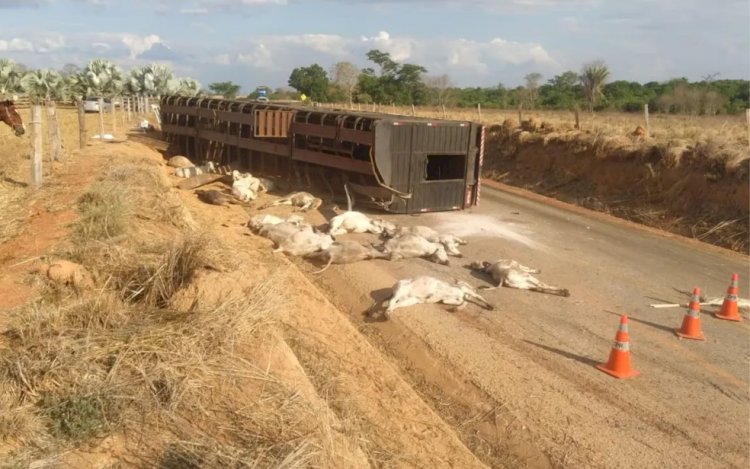 Em Goiás: Quase 20 bezerros morrem após caminhão tombar na GO-239