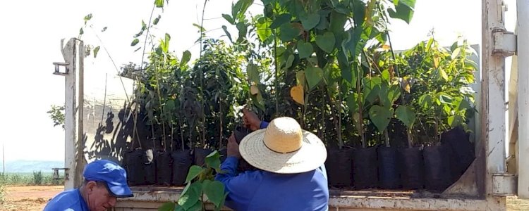 CRV Industrial faz doação de mudas para Virada Ambiental de municípios goianos