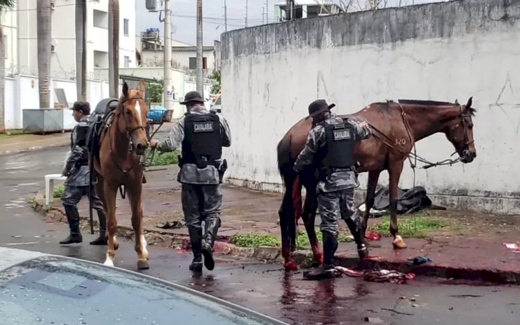 Motorista que atropelou cavalaria da PM e matou égua passa a responder por lesão corporal após acusação de tentativa de homicídio