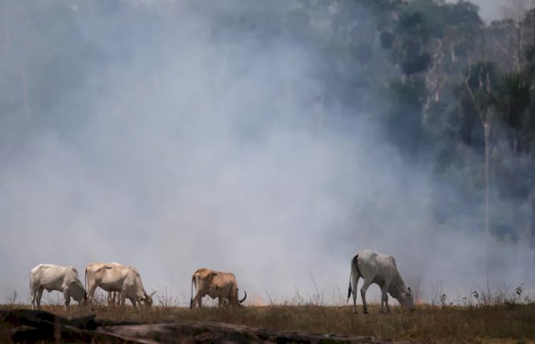 Como o veto europeu a produtos ligados ao desmatamento pode afetar a soja e a carne bovina do Brasil