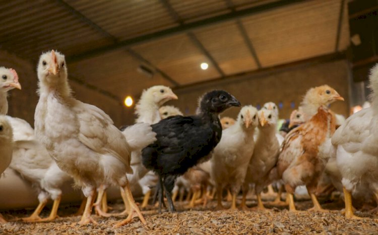 Em Goiás: Projeto seleciona famílias para criar aves e depois vender ovos para merenda