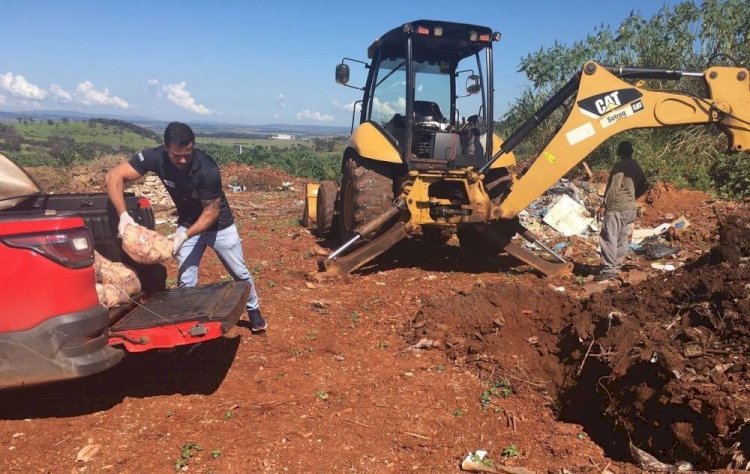 Vigilância Sanitária de Rialma faz descarte de aproximadamente 400kg de retalhos de carne bovina