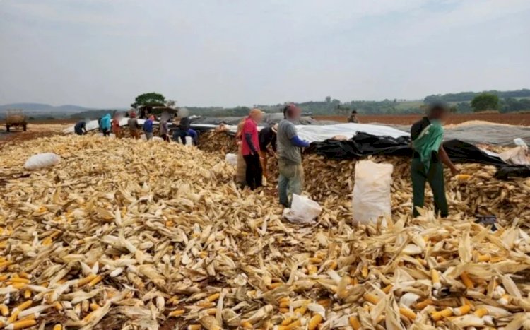 Operação contra trabalho escravo resgata 49 pessoas em fazenda de Santa Bárbara de Goiás