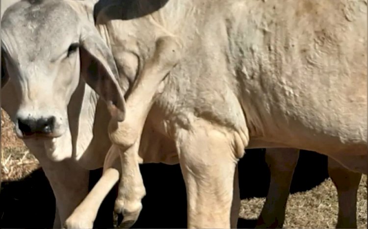 Bezerro nasce com seis patas em Goiás e recebe o nome de ''Gambiarra''