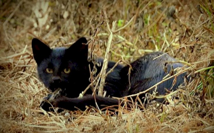 Espécie rara de gato é vista no Parque das Emas, em Goiás