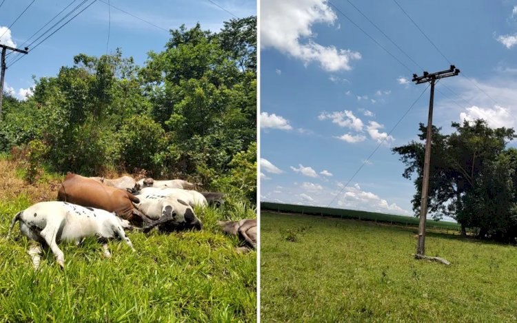 Cabo de energia se rompe e mata dez cabeças de gado em Goiás, diz fazendeiro