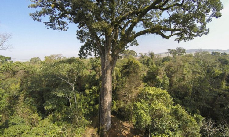 Mata Atlântica em Goiás teve desmatamento zero em 2023, diz balanço