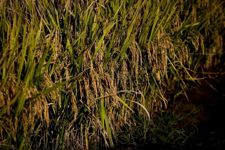 Produção goiana de arroz deve crescer 8,1% na safra 2023/2024