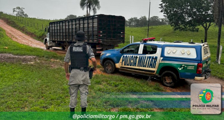 Batalhão Rural da Policia Milita impede furto de 61 cabeças de gado em Jaraguá