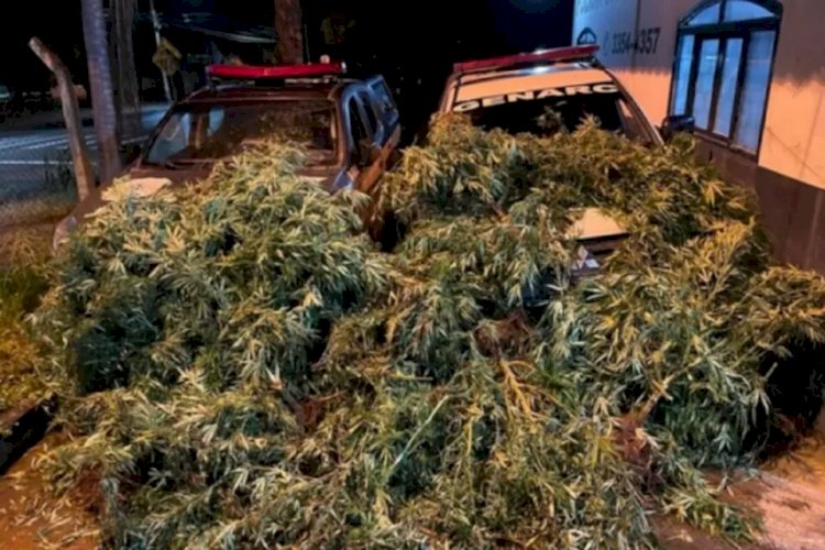 Em Goiás: Polícia Civil prende suspeito de plantar 100 pés de maconha