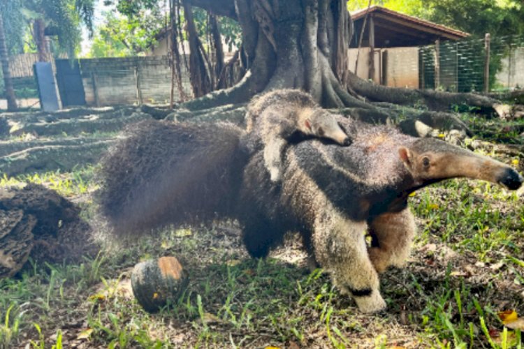 Público conhece filhote de tamanduá que nasceu no Zoológico de Goiânia