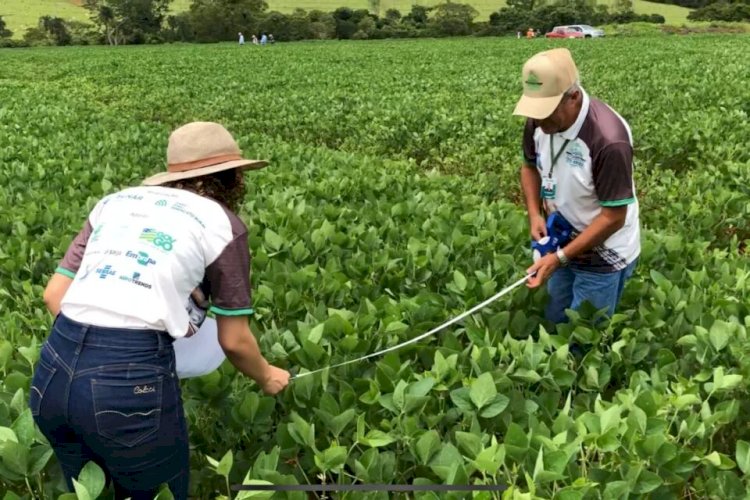 Soja: Agronegócio em Goiás pode ter novo prejuízo com grãos em 2024; entenda