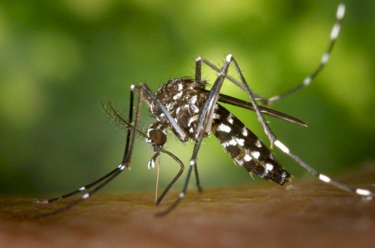 Ceres, Rialma e Uruaçu estão entre as 80 cidades em situação de emergência por causa da dengue em Goiás; veja lista