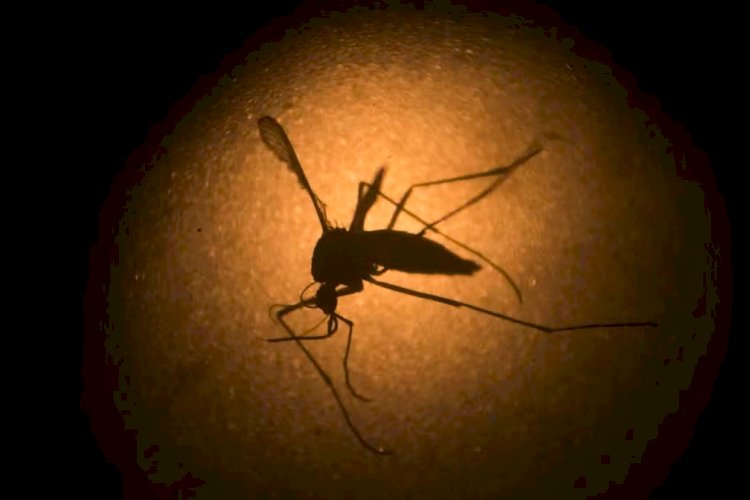 Brasil bate recorde histórico de mortes por dengue