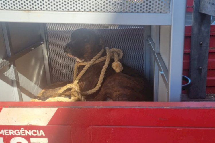 Em Goiás: Pit bull que feriu menina em escola tentou atacar outros dois alunos