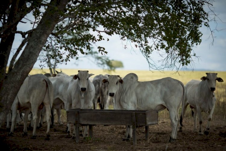 Abate de bovinos bate recorde em Goiás e chega a 1 milhão de cabeças