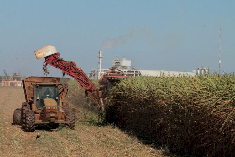 Produção de cana-de-açúcar em Goiás cresce 3,5% na safra 24/25, aponta Conab