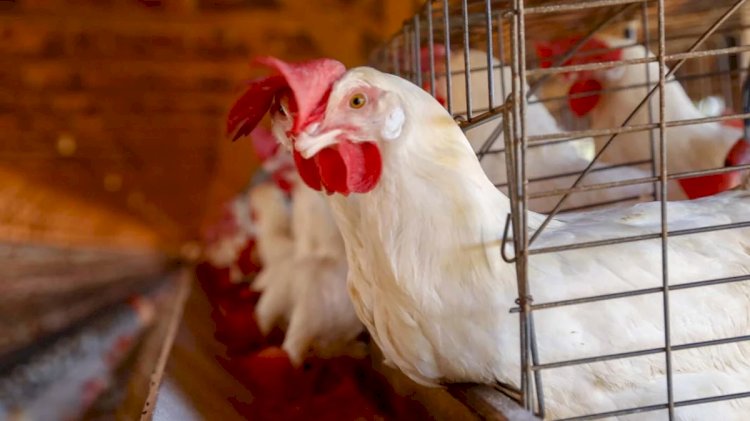 Agrodefesa investiga casos suspeitos de gripe aviária em dois municípios de Goiás
