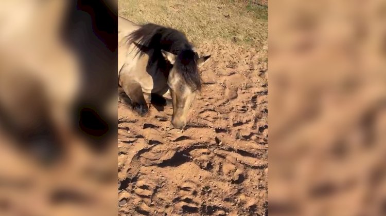 Mais de 600 cavalos podem ter morrido após comer ração fabricada em Goiás
