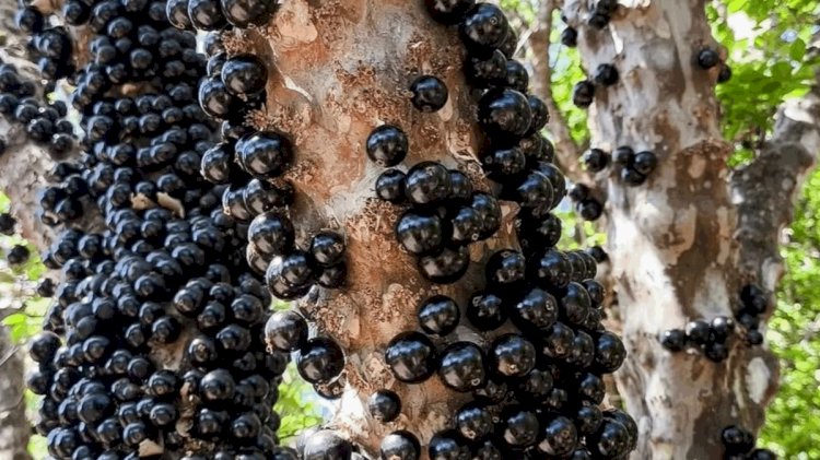 Fazenda com mais de 42 mil pés de jabuticabas em Hidrolândia abre temporada de visitação