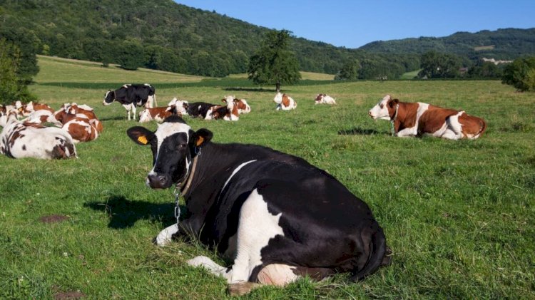 Agricultor é acusado de violentar a enteada e estuprar a esposa, vacas e bezerros