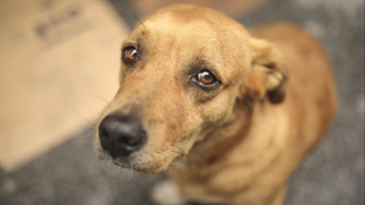 Policial é suspeito de envenenar cachorros no complexo de delegacias de Goiânia