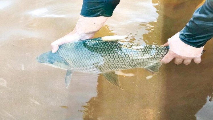 Pesquisa detecta substância tóxica em peixes capturados em córrego de Goiás