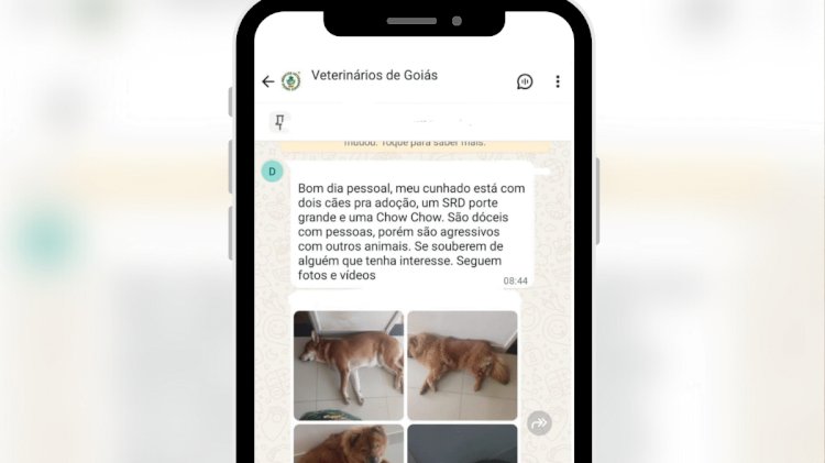 Donos tentam doar cães que mataram gatos no setor Sul: ‘são agressivos com animais’