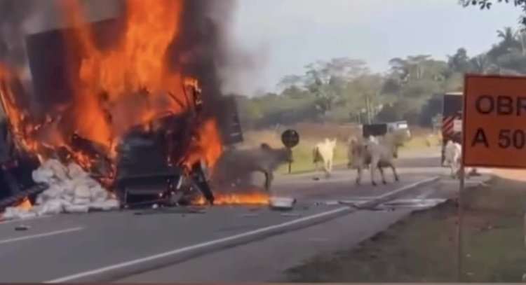 Homem arrisca a vida para libertar bois de carreta em chamas após colisão na BR-364