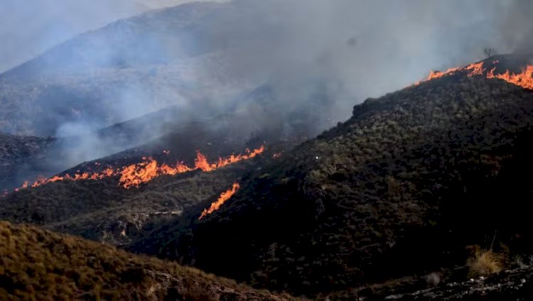 Incêndios florestais atingem Espanha e França enquanto Europa enfrenta terceira onda de calor